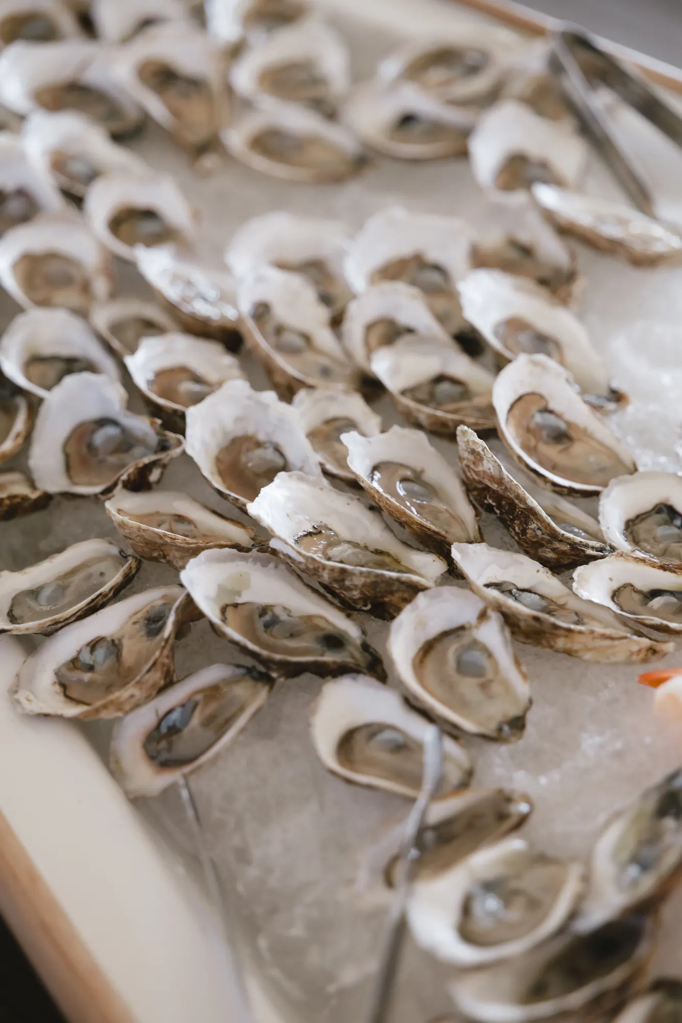 Fresh oysters on ice at the cocktail hour raw bar